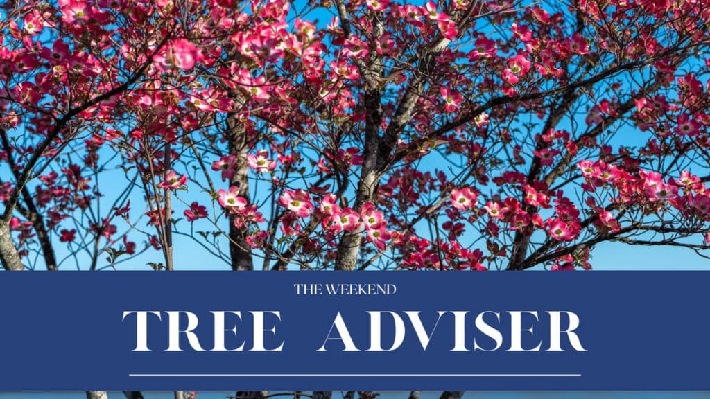 RTEC Treecare The Weekend Tree Adviser April 2026