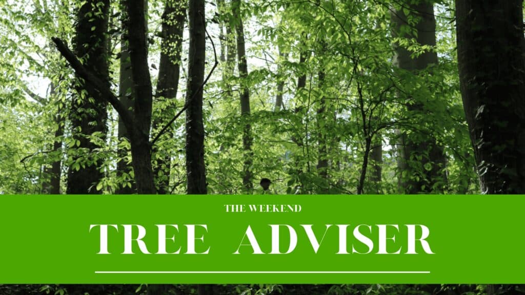 RTEC Treecare The Weekend Tree Adviser May 2026