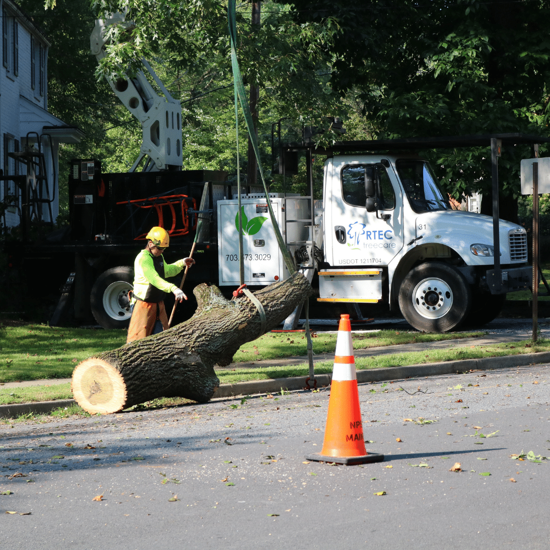 Residential Tree Removal Crain Assisted RTEC Tree Care