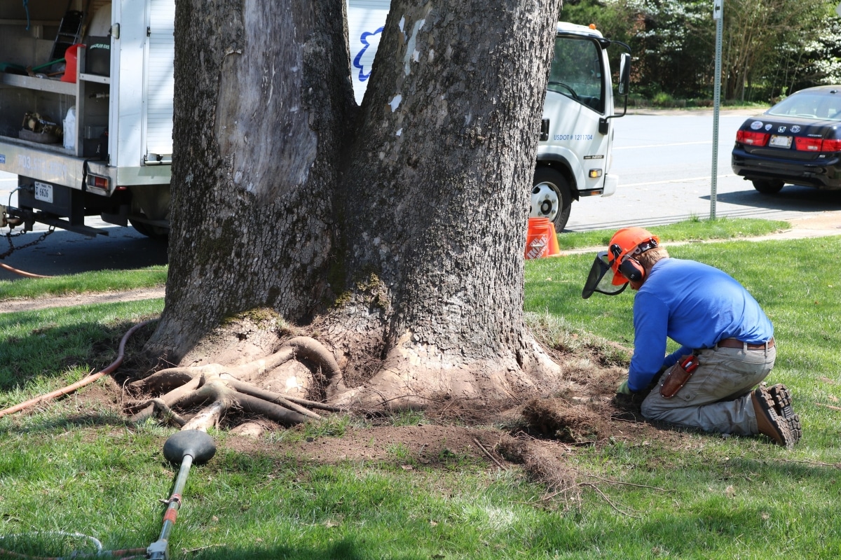Root Collar Excavation Service Professional Arborist RTEC Treecare