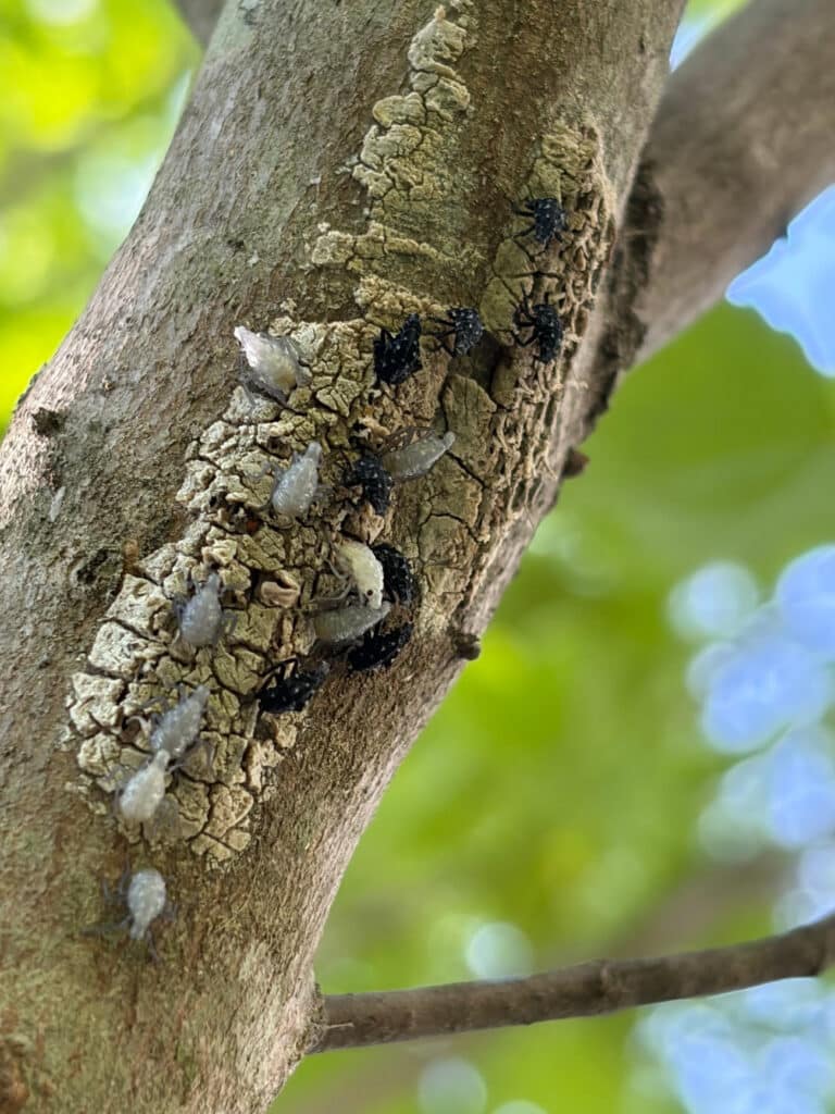 Spotted Lanternfly RTEC Treecare