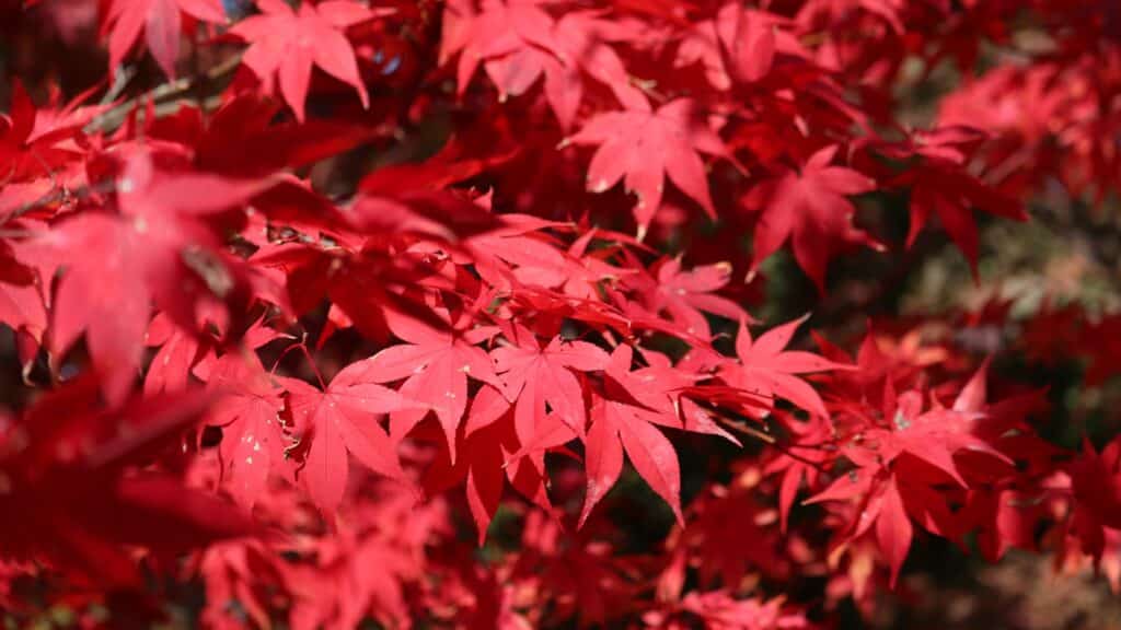 The Care & Maintenance of Japanese Maples RTEC Treecare