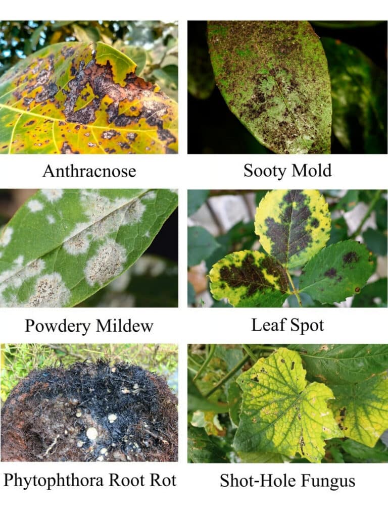 Common Fungal Diseases You Might See This Month June RTEC Treecare