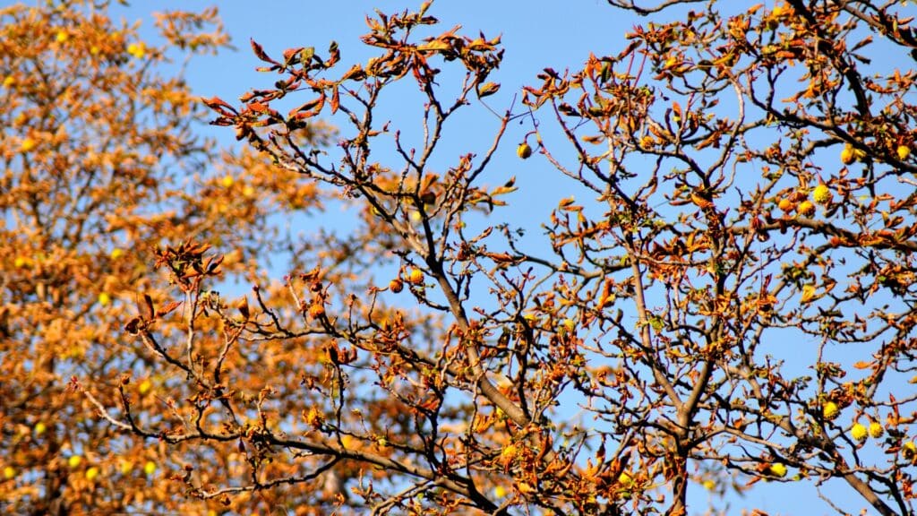 Is Your Soil pH Stressing Your Trees Horse Chestnut Tree Leaf Miner Disease RTEC Treecare