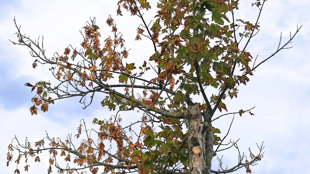 Is Your Soil pH Stressing Your Trees Sparse and Dying Foliage RTEC Treecare