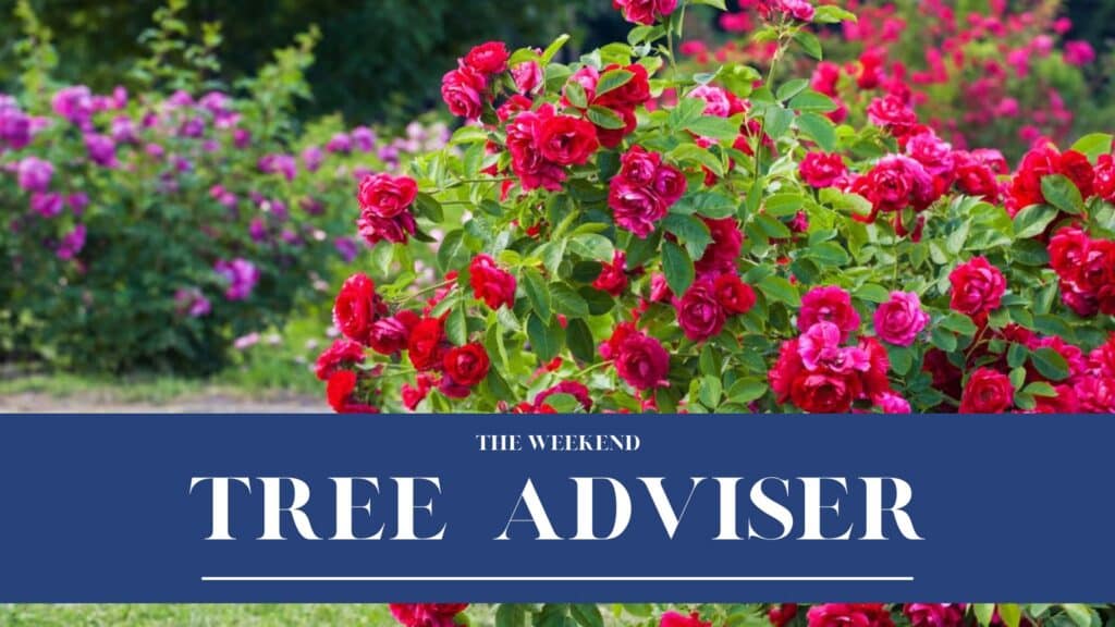 RTEC Treecare The Weekend Tree Adviser June 2026