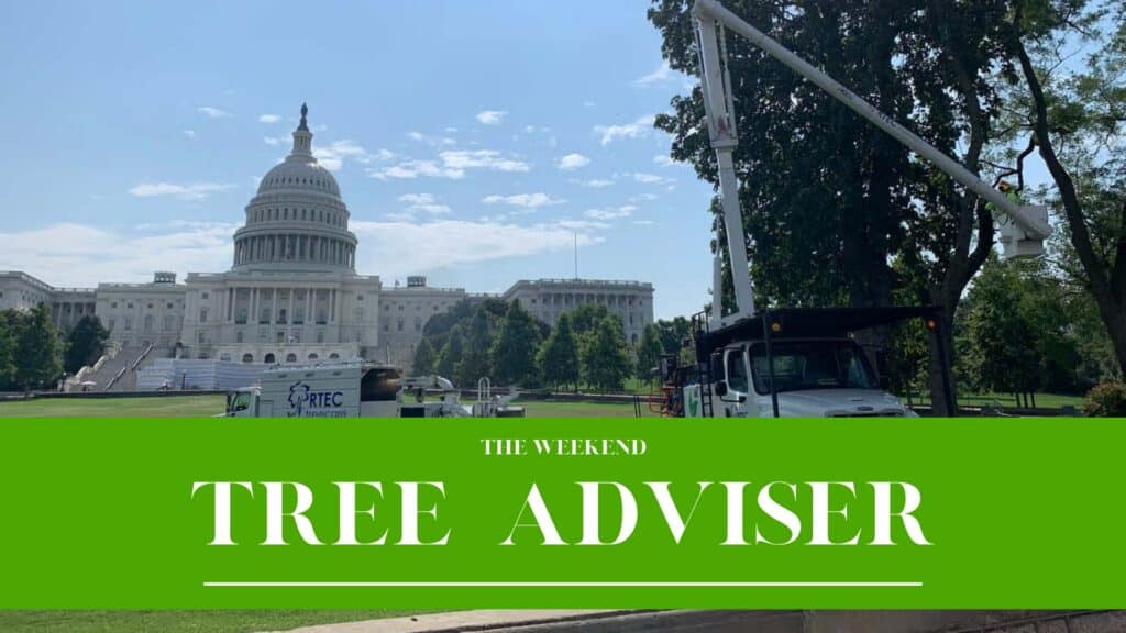 RTEC Treecare The Weekend Tree Adviser July 2026