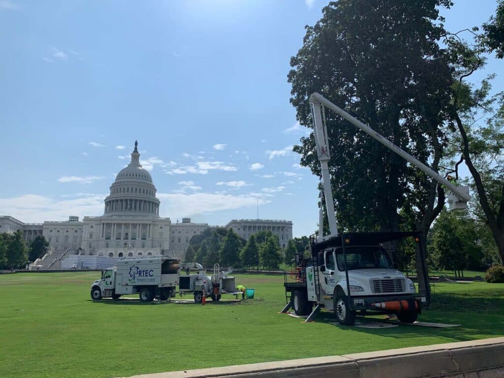 RTECTREECARE July Tree Adviser