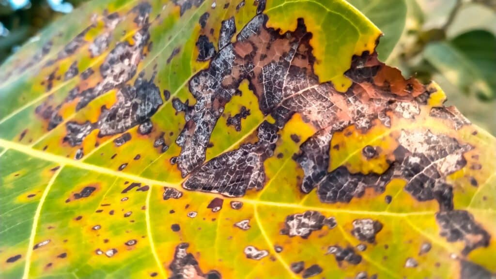Tree Pest Identification Guide for Northern Virginia Homeowners Anthracnose Disease RTEC Treecare