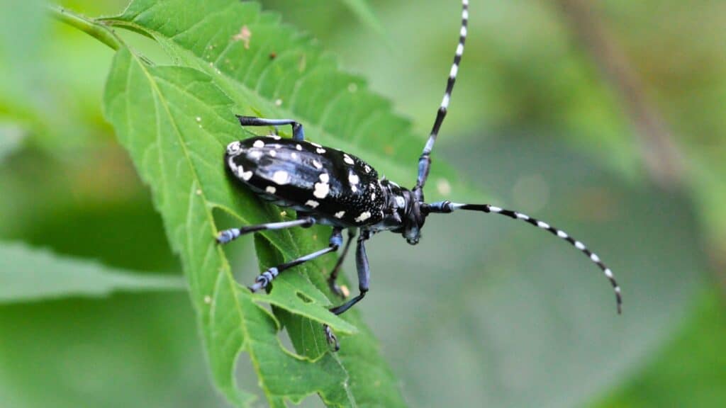 Tree Pest Identification Guide for Northern Virginia Homeowners Asian Longhorned Beetle RTEC Treecare