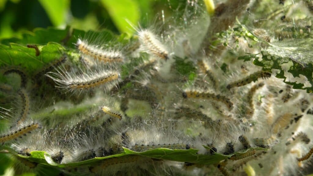 Tree Pest Identification Guide for Northern Virginia Homeowners Fall Webworms RTEC Treecare