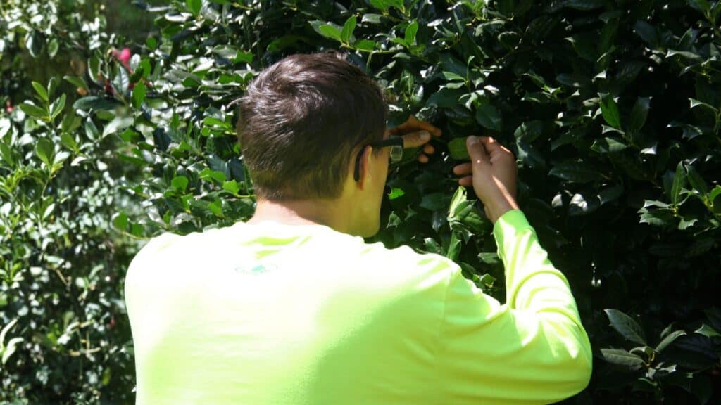 Tree Pest Identification Guide for Northern Virginia Homeowners Fall Webworms RTEC Treecare (2)