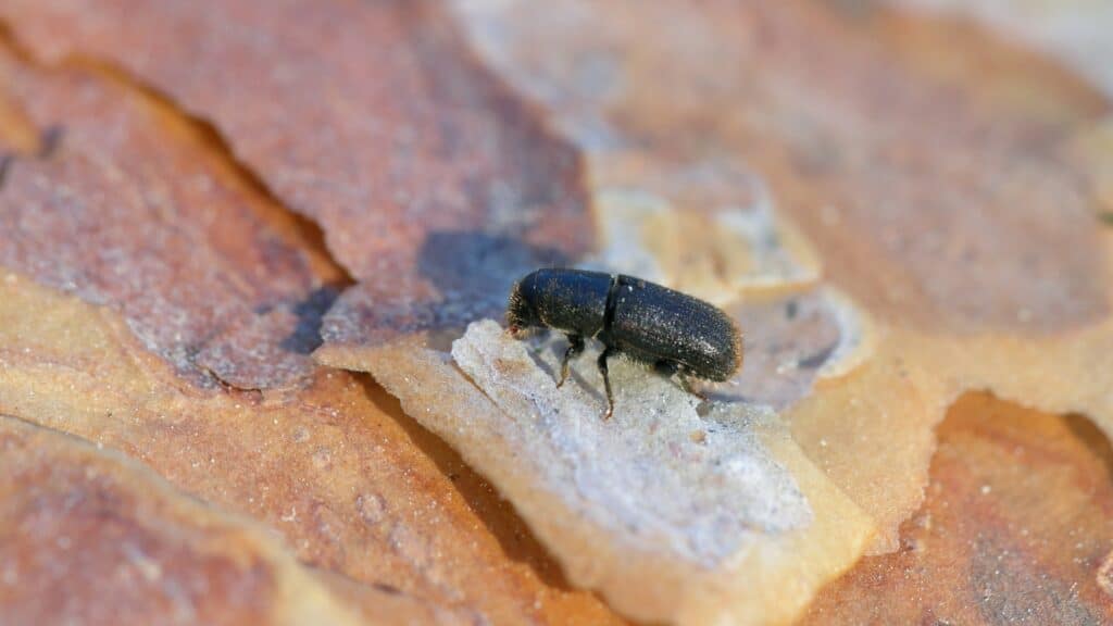 Tree Pest Identification Guide for Northern Virginia Homeowners Pine Beetle RTEC Treecare