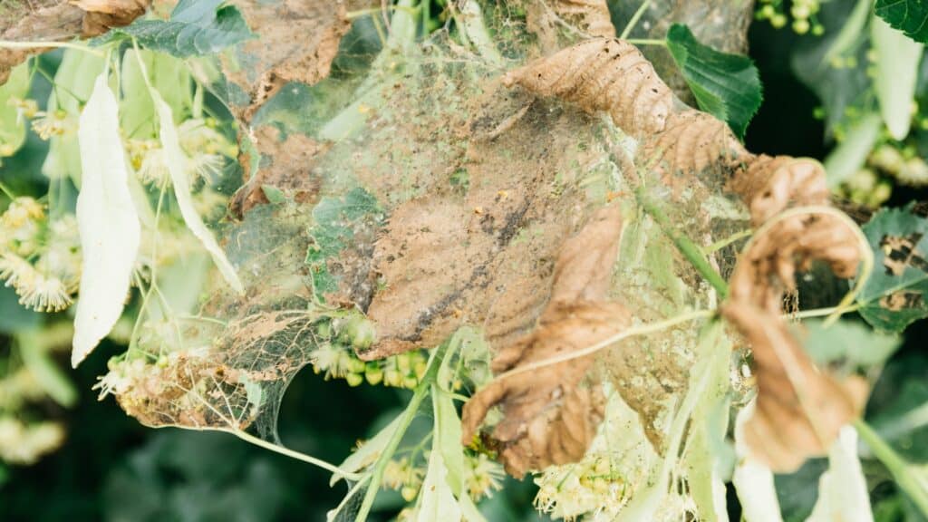 Tree Pest Identification Guide for Northern Virginia Homeowners Spider Mite Infestation RTEC Treecare