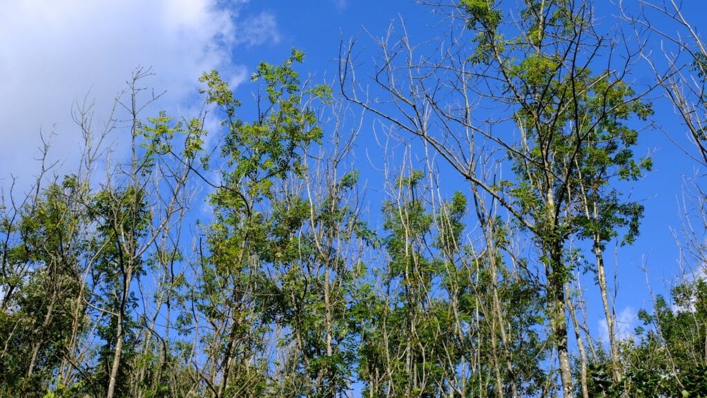 How to Read Your Tree's Warning Signs A Homeowner's Guide Ash Dieback RTEC Treecare Virginia