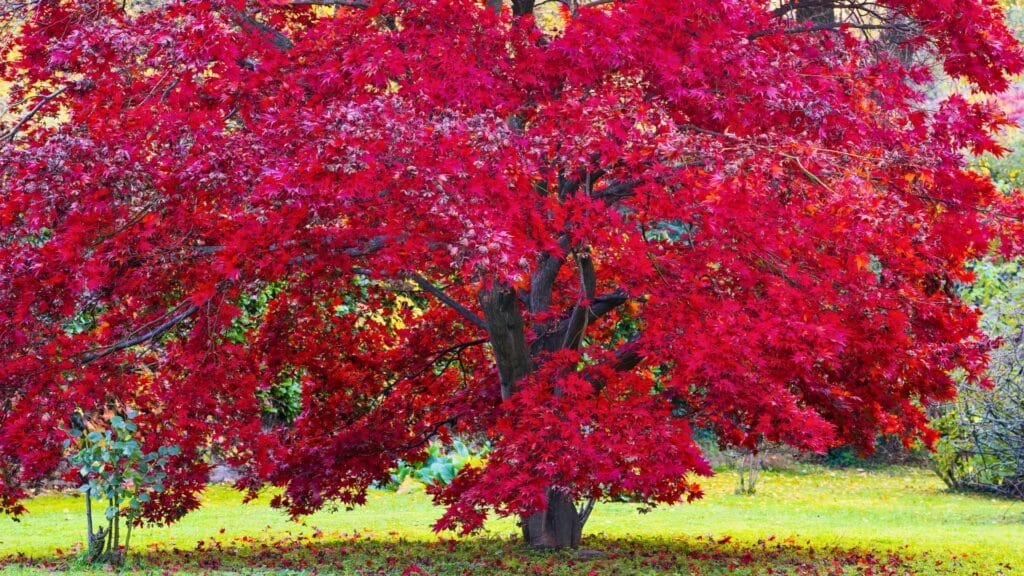 How to Read Your Tree's Warning Signs A Homeowner's Guide Japanese Maple RTEC Treecare Virginia