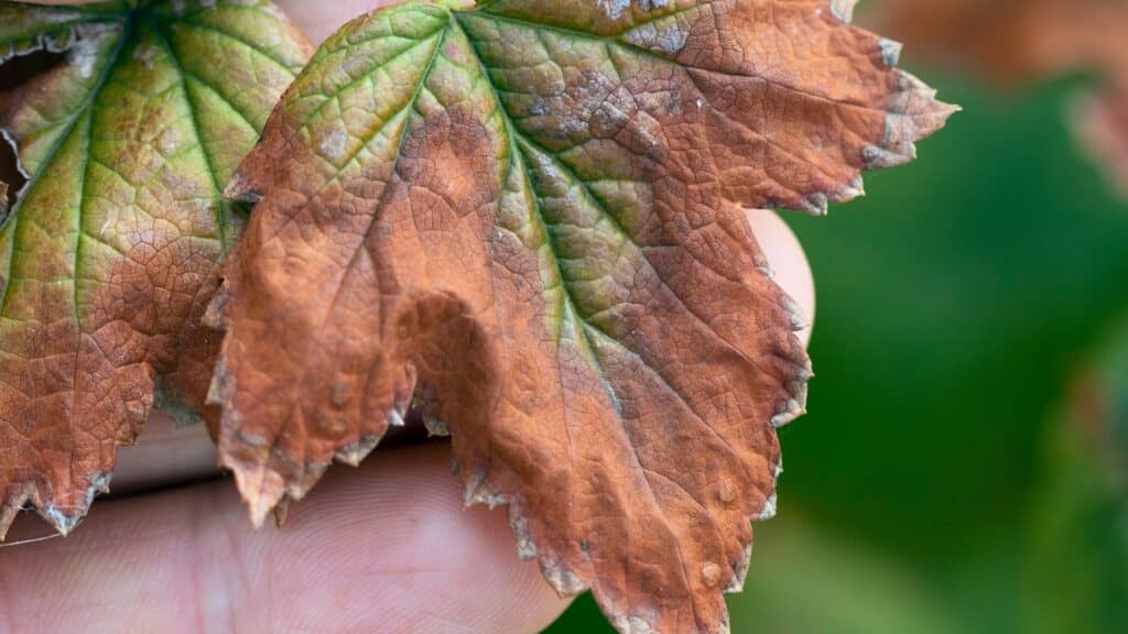 How to Read Your Tree's Warning Signs A Homeowner's Guide Leaf Scorch RTEC Treecare Virginia