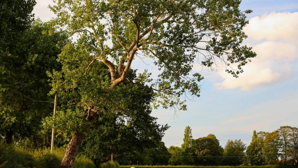 How to Read Your Tree's Warning Signs A Homeowner's Guide Virginia Leaning Tree RTEC Treecare Virginia