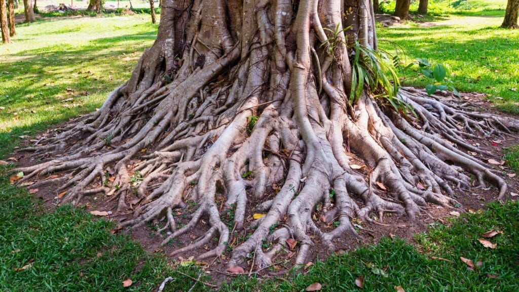 What a Sick Tree’s Root Zone Actually Looks Like Healthy Tree Roots RTEC Treecare Virginia