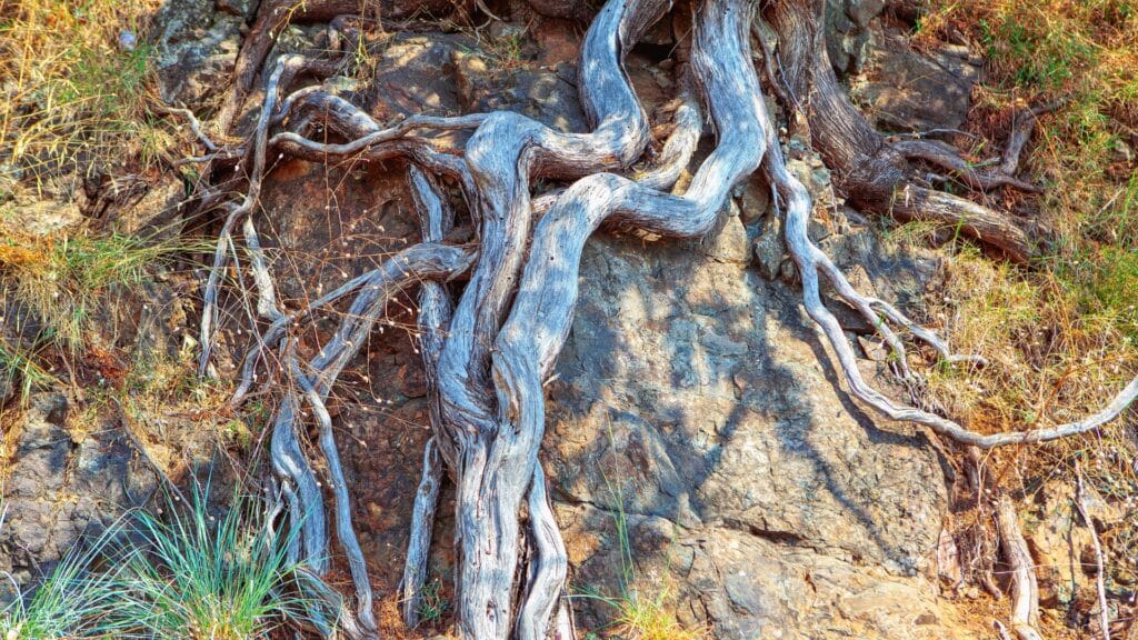 What a Sick Tree’s Root Zone Actually Looks Like Large Compromised Tree Roots RTEC Treecare Virginia