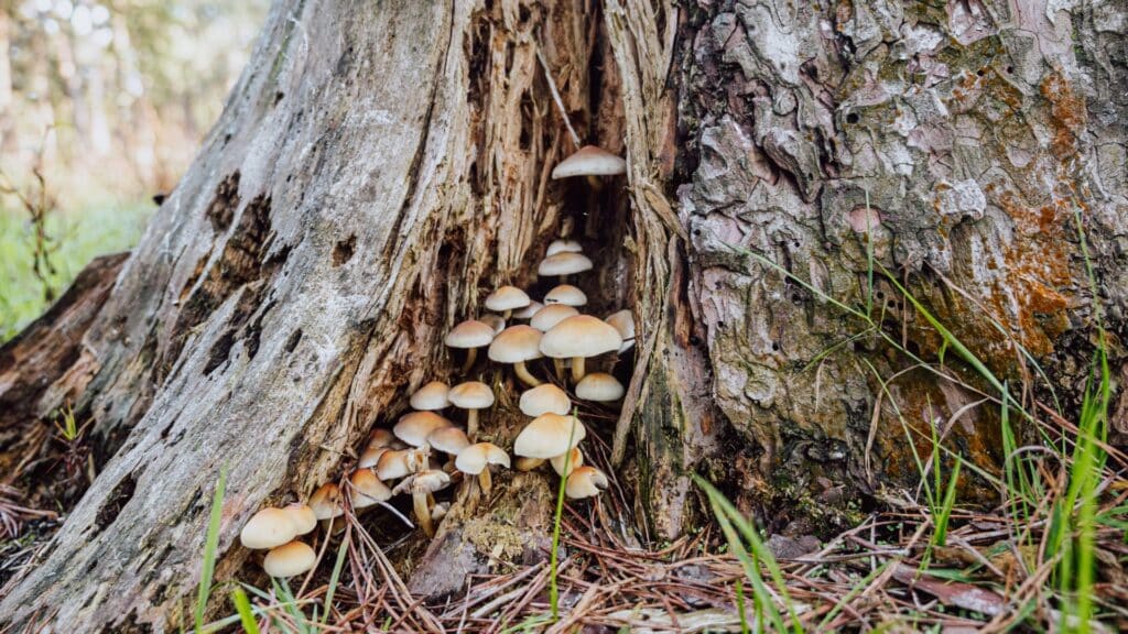 What a Sick Tree’s Root Zone Actually Looks Like Mushrooms Growing At The Base Of Tree RTEC Treecare Virginia