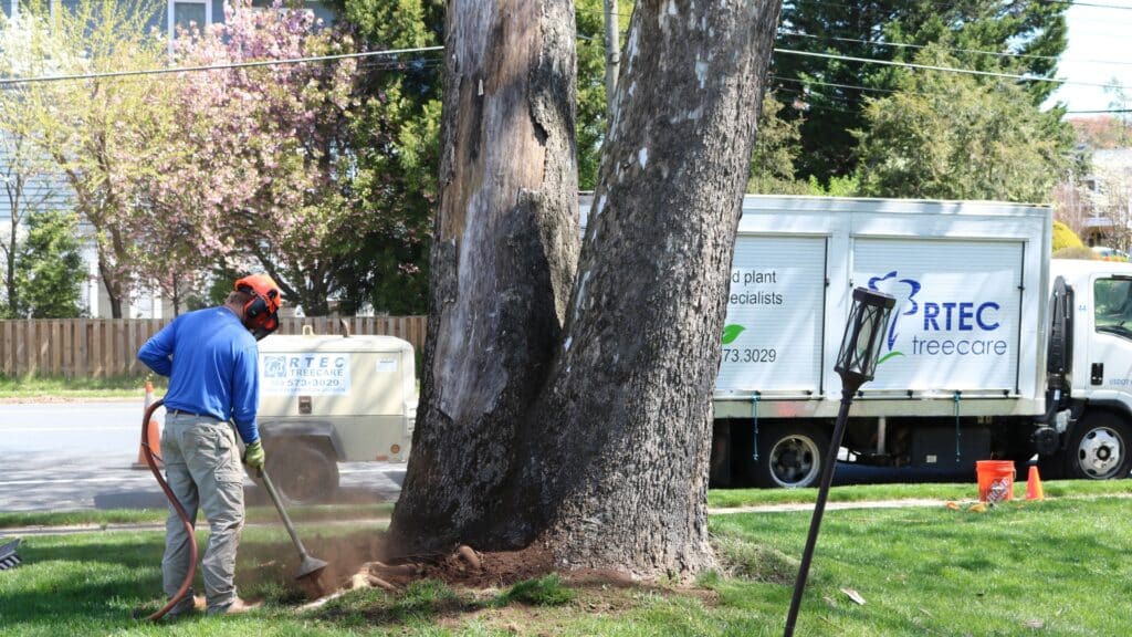 What a Sick Tree’s Root Zone Actually Looks Like Protect Your Tree from the Roots Up RTEC Treecare Virginia