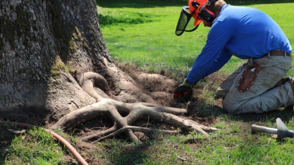What a Sick Tree’s Root Zone Actually Looks Like Root Collar Excavation RTEC Treecare Virginia
