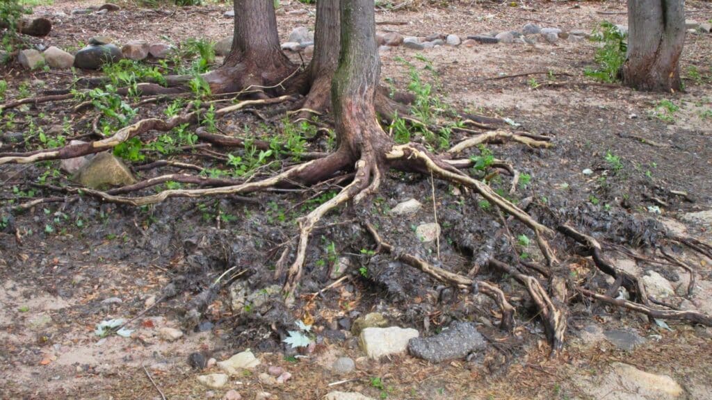 What a Sick Tree’s Root Zone Actually Looks Like Unhealthy Tree Roots RTEC Treecare Virginia