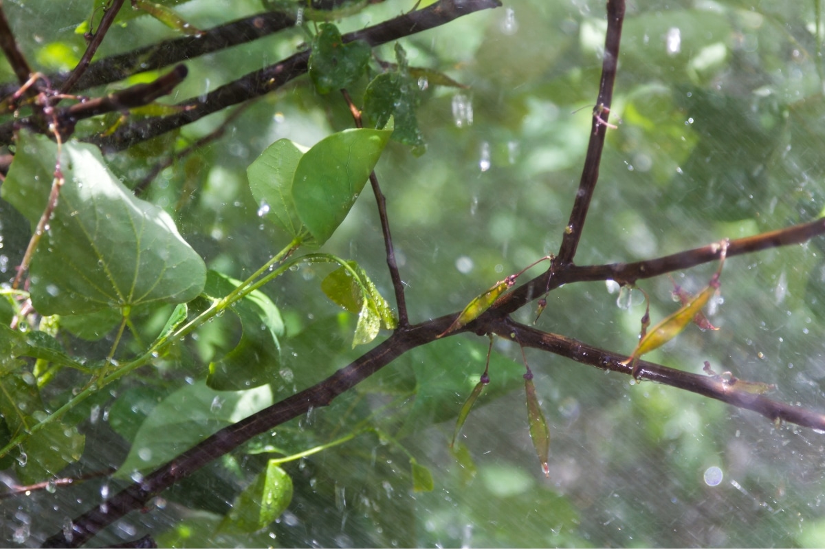 Professional Potassium Phosphite Spray & Drench Treatment Services RTEC Treecare