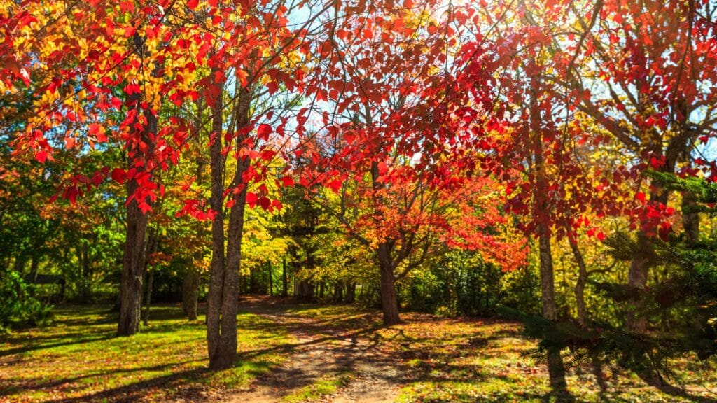 The Homeowner's Guide to Fall Tree Health Care in Northern Virginia Expert Fall Season Tree Care Services RTEC Treecare Virginia