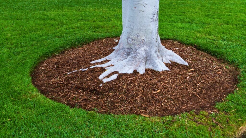 The Homeowner's Guide to Fall Tree Health Care in Northern Virginia Proper Mulching RTEC Treecare Virginia