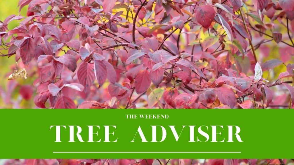 Tree Adviser September Edition What Late Summer Stress Looks Like RTEC Treecare
