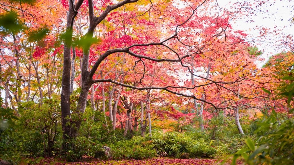 Verticillium Wilt The Soil Borne Tree Killer Most Homeowners Never See Coming Japanese Maple Tree RTEC Treecare Virginia