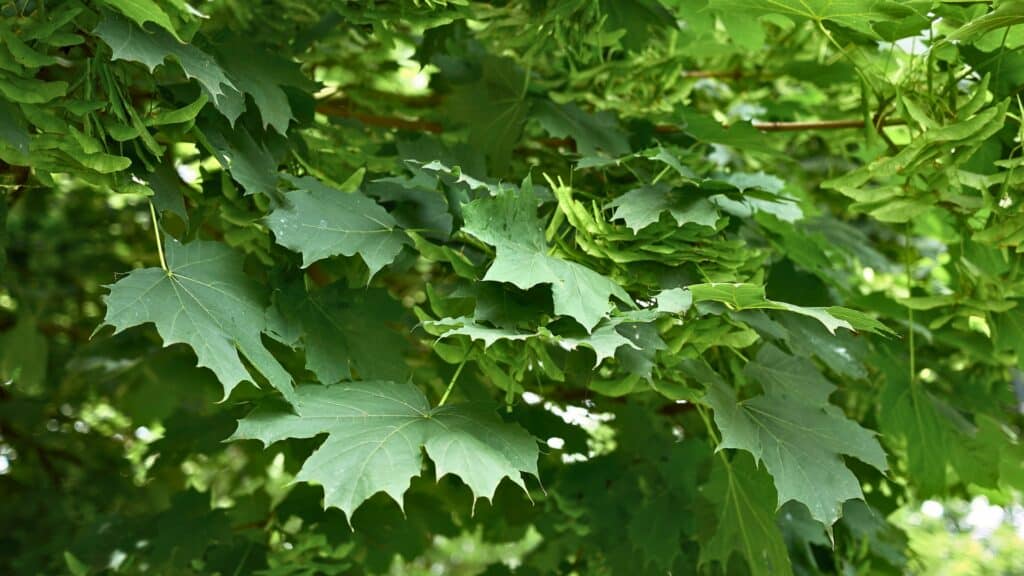 Verticillium Wilt The Soil Borne Tree Killer Most Homeowners Never See Coming Maple Tree RTEC Treecare Virginia