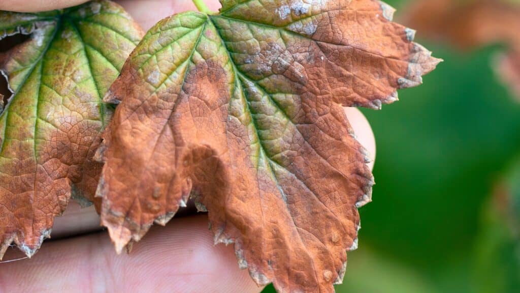 Verticillium Wilt The Soil Borne Tree Killer Most Homeowners Never See Coming Symptoms of Verticillium Wilt RTEC Treecare Virginia