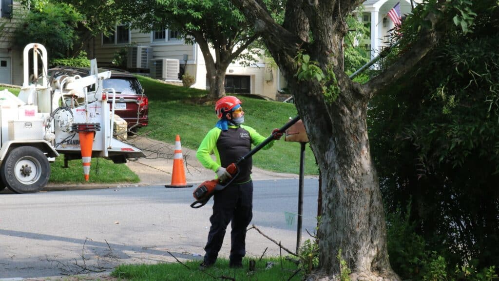 Verticillium Wilt The Soil Borne Tree Killer Most Homeowners Never See Coming Treat With Pruning RTEC Treecare Virginia