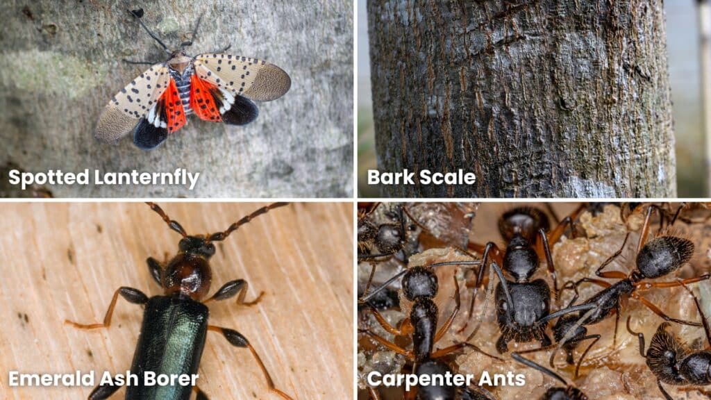 Pest List Examples Arborist Evaluation RTEC Treecare