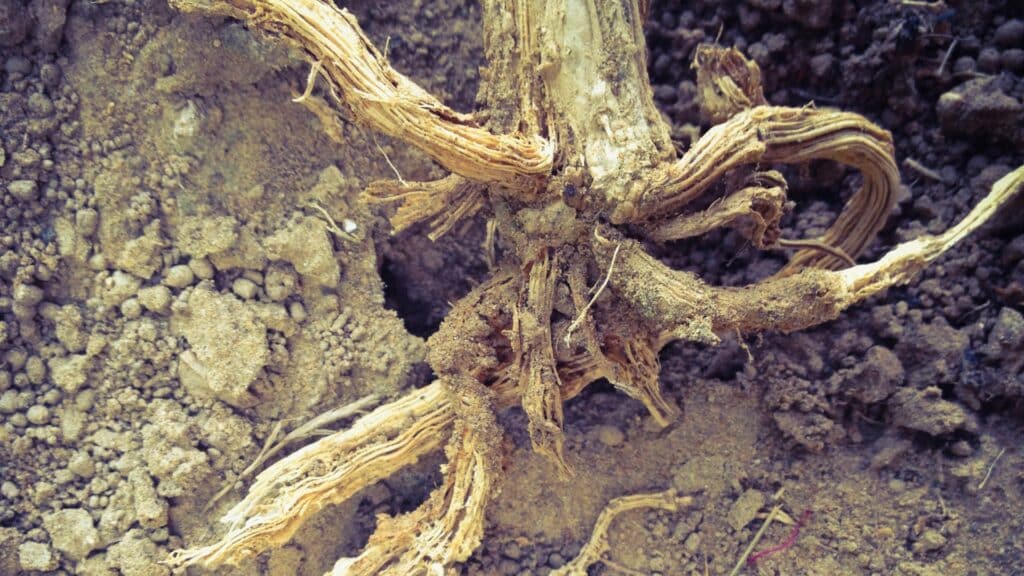 Phytophthora Root Rot The Tree Disease That Sometimes Looks Like Drought Advanced Root Rot RTEC Treecare