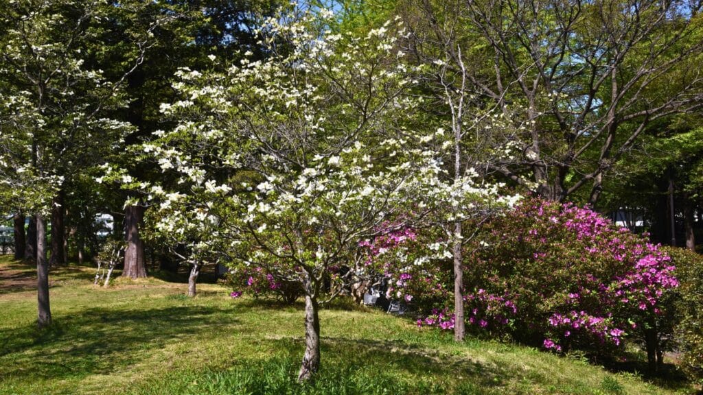 Phytophthora Root Rot The Tree Disease That Sometimes Looks Like Drought Flowering Dogwood RTEC Treecare