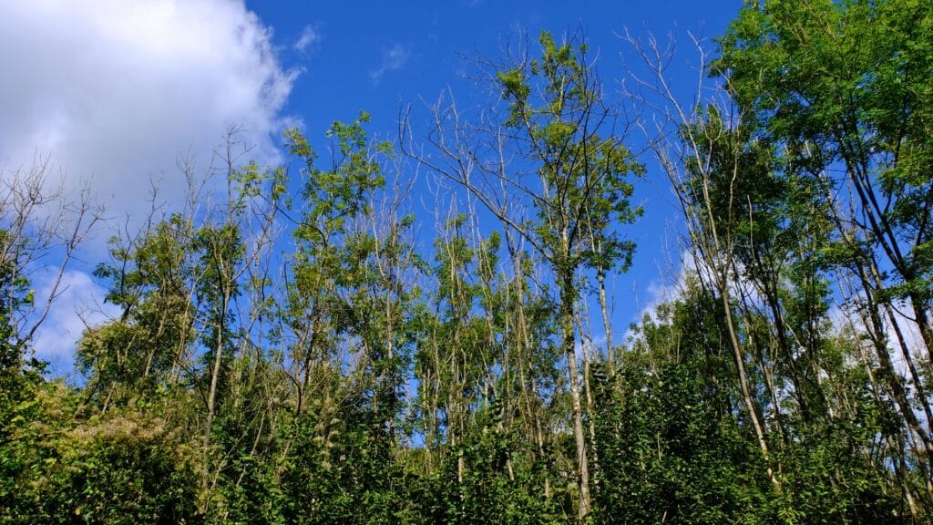 Phytophthora Root Rot The Tree Disease That Sometimes Looks Like Drought Tree Dieback RTEC Treecare
