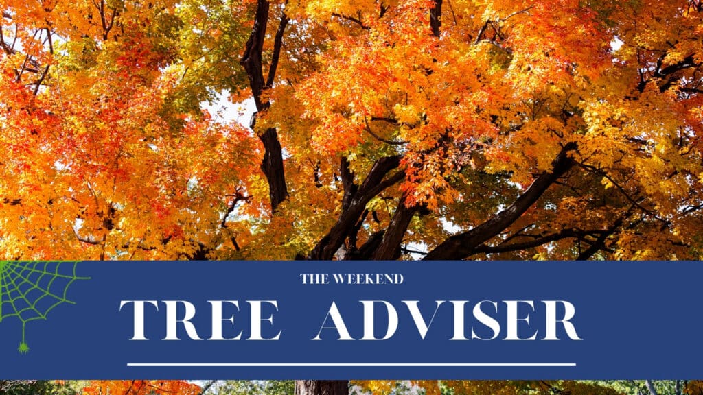 RTEC Treecare The Weekend Tree Adviser 5 Tree Villains Haunting the DMV October 2026