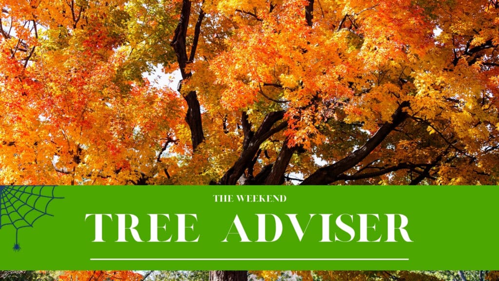 RTEC Treecare The Weekend Tree Adviser October 2026