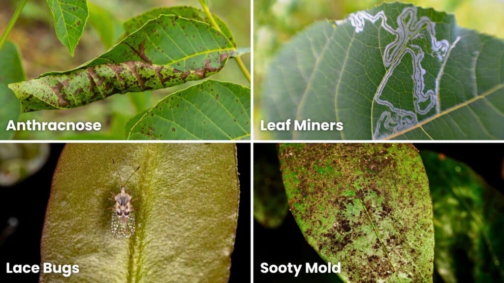 Tree Adviser September Edition Pest List Examples RTEC Treecare