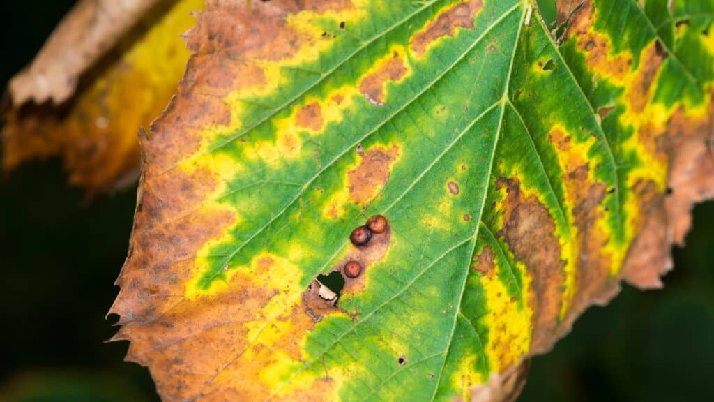 Common Tree Diseases in Virginia: A Homeowner's Guide