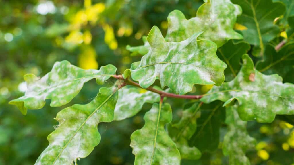 Tree Disease in Virginia A Homeowner's Guide to Common Tree Threats Powdery Mildew RTEC Treecare