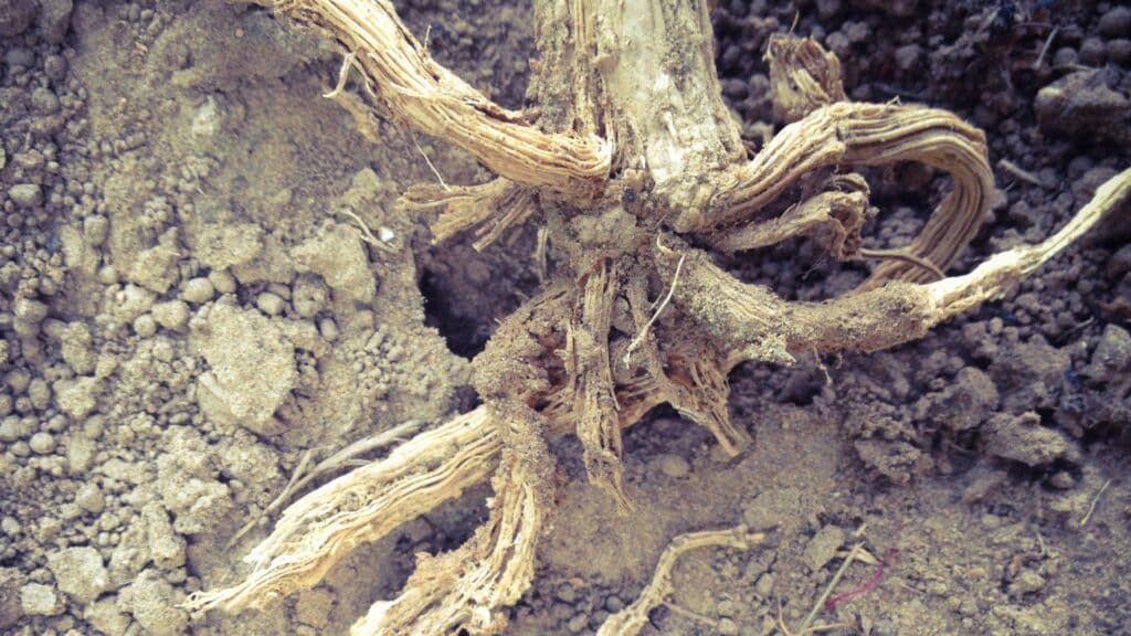 Tree Disease in Virginia A Homeowner's Guide to Common Tree Threats Root Rot RTEC Treecare