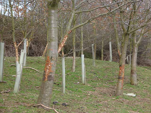Protect your trees from deer rutting damage