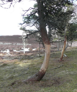 Trees_damaged_by_deer_-_geograph.org.uk_-_765683