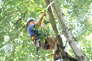 Tree Trimming Service 1