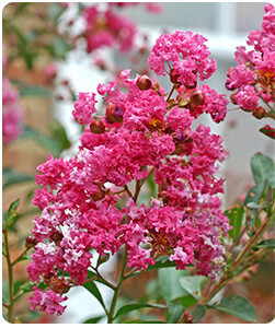 Bright Pink Crape Myrtle Flowering Tree that doesn't pruning